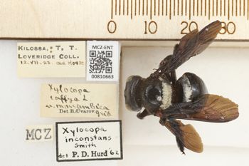 Media type: image;   Entomology 810663 Aspect: labels